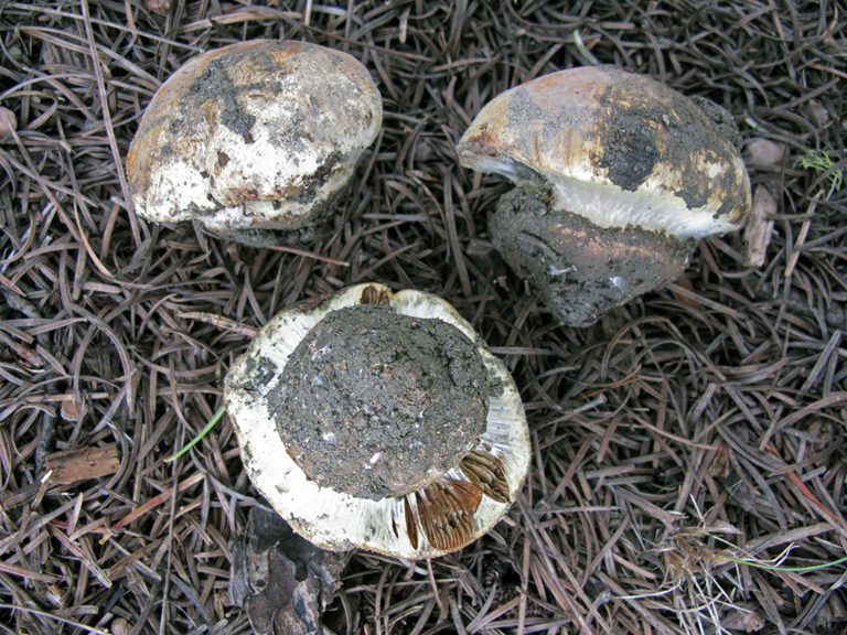 Cortinarius saxamontanus